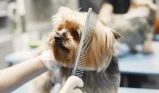 tosare il cane