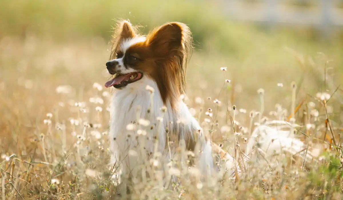 antiparassitario per cani chimico o naturale