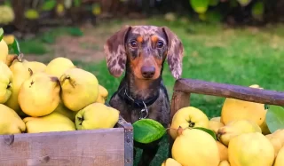 cane una sana alimentazione