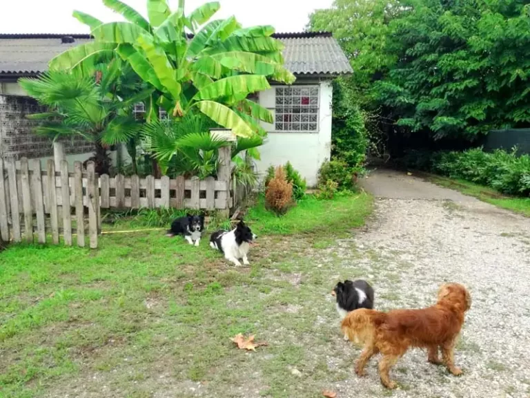 pensione cani verona oasi del cane