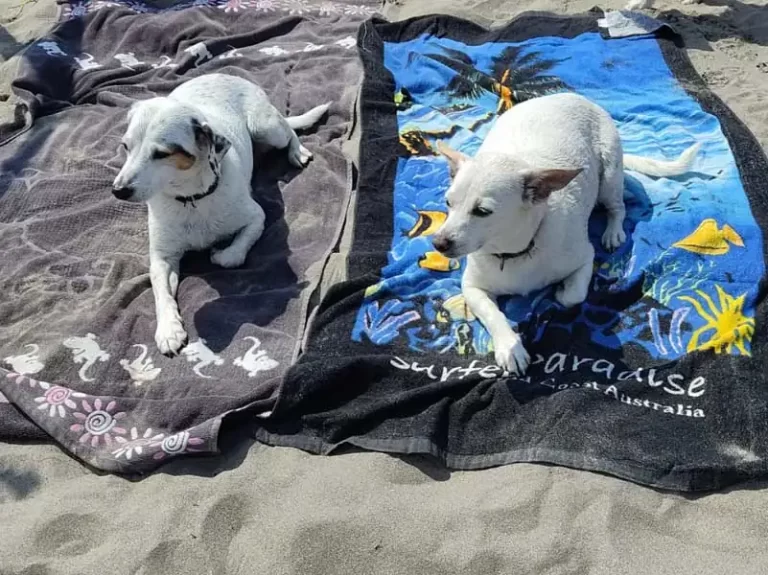 pensione cani verona piccoli principi
