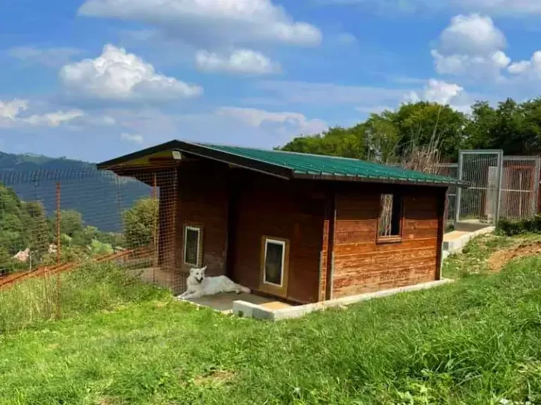 pensione cani verona stato brado