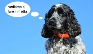 agopuntura per i cani
