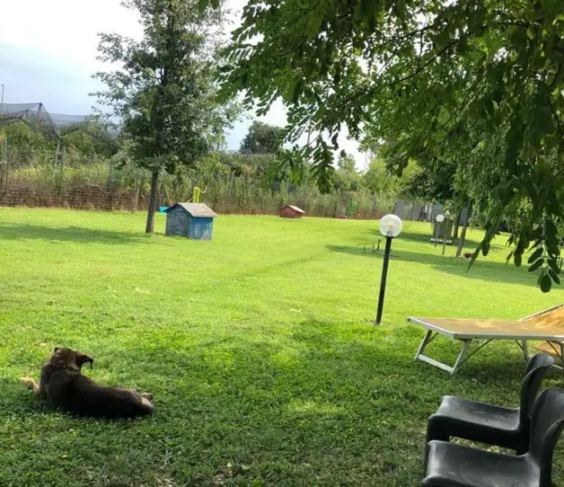 adozione cani verona casa dei tati pelosi