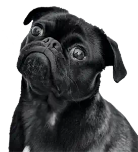 pagina cane veterinario 1