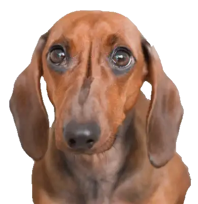 pagina cane veterinario