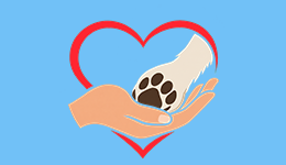 cani verona donazioni cure mediche